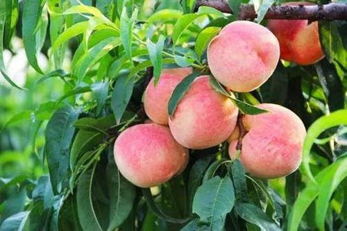 水蜜桃一区一一区三区四区